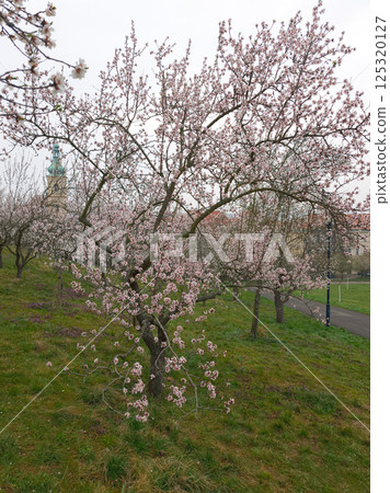 Blooming almond trees in prague, czechia, during springtime petrin gardens Blooming almond trees in prague, czechia, during springtime petrin gardens 125320127