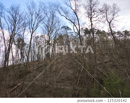 Fallen trees blanketing a hillside illustrate the severe environmental damage caused by deforestation and its impact on the ecosystem 125320142