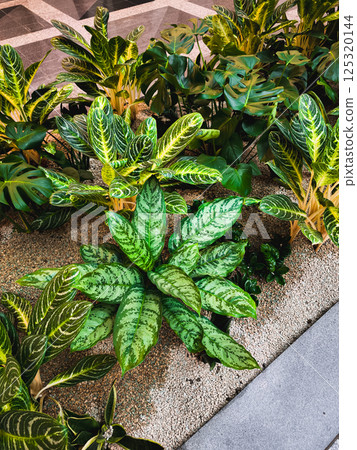 Lush tropical plants growing in modern building lobby copy space 125320144