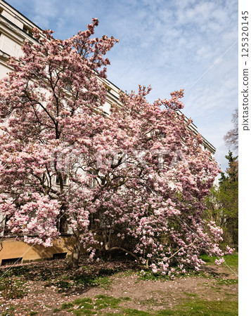 Blooming magnolia tree in vojan garden, prague, a symbol of spring Blooming magnolia tree in vojan garden, prague, a symbol of spring 125320145