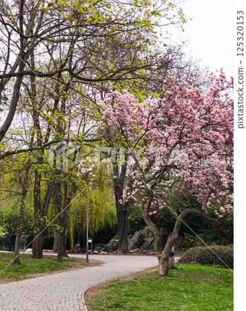 Blooming magnolia tree in a lush spring park Podvini 125320153