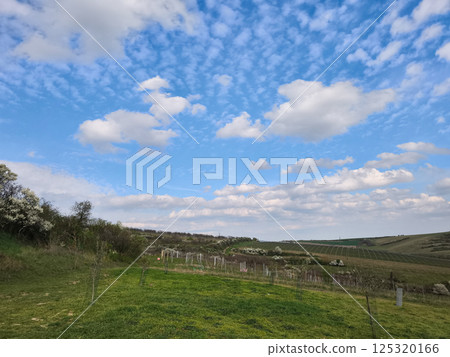 Beautiful vineyard landscape with young plants growing under a vibrant blue sky adorned with altocumulus clouds on a sunny spring day Beautiful vineyard landscape with young plants growing under a vibrant blue sky adorned with altocumulus clouds on a sunny spring day 125320166