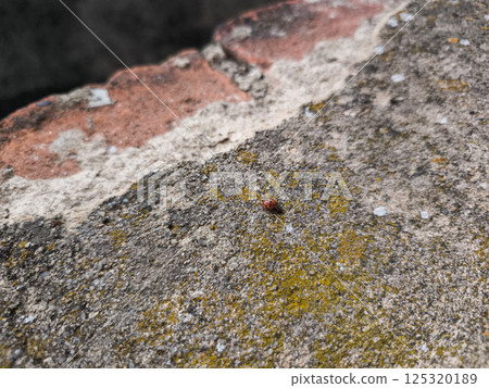 Ladybug traversing mossy concrete texture, revealing urban wildlife detail against gritty architectural background Ladybug traversing mossy concrete texture, revealing urban wildlife detail against gritty architectural background 125320189