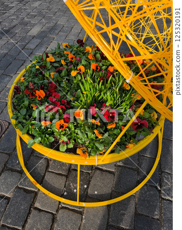 Yellow modern metal flower pot holding colorful pansies in prague 125320191
