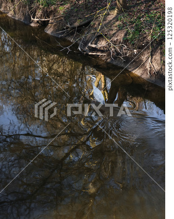 Grey heron wading through creek, reflecting trees and sky on bright, sunlit afternoon Nature park Smetanka 125320198