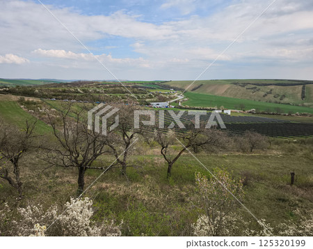 Beautiful blooming orchard in spring with rolling hills, cloudy sky, and a winding road in the background solar panels in a field 125320199