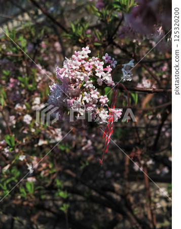 Fragrant viburnum blossoms adorned with red and white thread in prague 125320200
