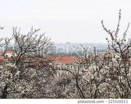Blooming almond trees framing prague cityscape in spring from petrin hill gardens, copy space 125320211
