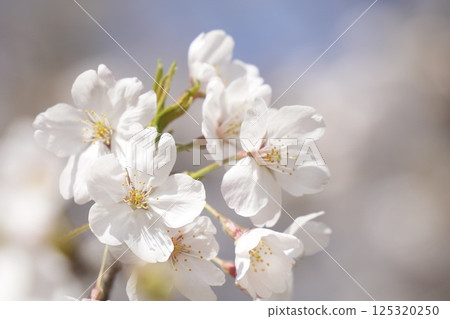 沐浴在春日陽光下的染井吉野櫻花盛開 125320250