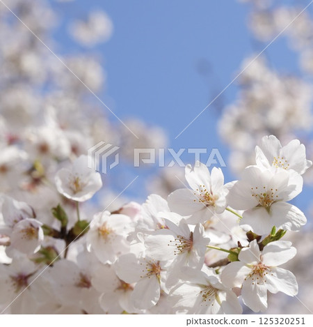 藍天映襯下的櫻花 125320251