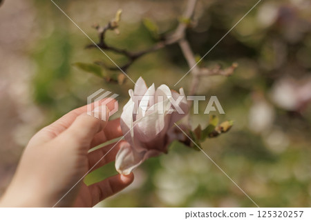 Woman gently touching beautiful pink magnolia flower in spring garden in Vojan Gardens Prague copy space wallpaper Woman gently touching beautiful pink magnolia flower in spring garden in Vojan Gardens Prague copy space wallpaper 125320257