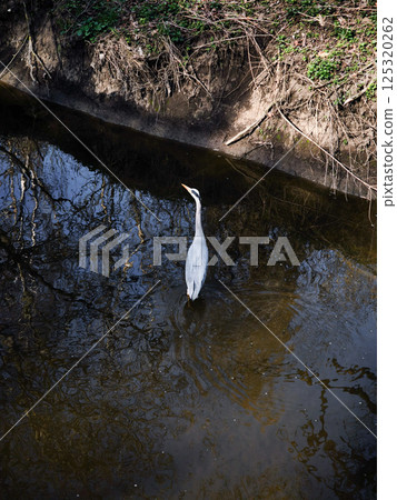 Grey heron standing motionless in shadowy canal, reflective waters mirroring overhanging tree branches Nature park Smetanka Grey heron standing motionless in shadowy canal, reflective waters mirroring overhanging tree branches Nature park Smetanka 125320262