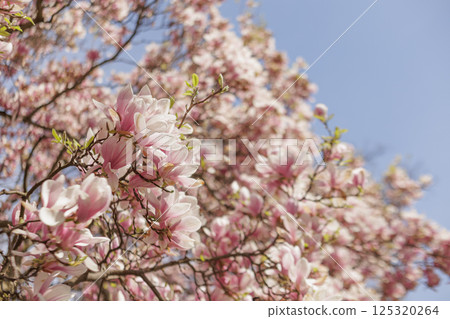 Pink magnolia blossoms blooming on tree branches in spring in Vojan Gardens Prague copy space wallpaper Pink magnolia blossoms blooming on tree branches in spring in Vojan Gardens Prague copy space wallpaper 125320264