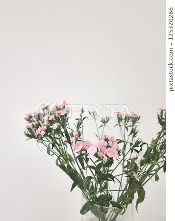 Delicate pink flowers adorning a simple glass vase against a neutral background copy space Delicate pink flowers adorning a simple glass vase against a neutral background copy space 125320266