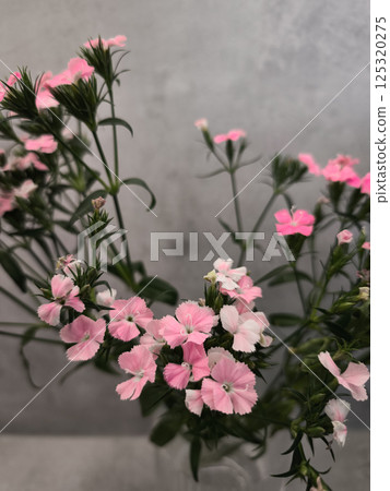 Delicate pink flowers blooming against gray background copy space Delicate pink flowers blooming against gray background copy space 125320275