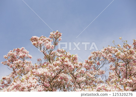 Blooming magnolia tree heart branches reaching for the clear blue sky in Vojan Gardens Prague copy space wallpaper Blooming magnolia tree heart branches reaching for the clear blue sky in Vojan Gardens Prague copy space wallpaper 125320276