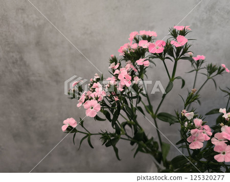 Delicate pink dianthus flowers blooming against a textured gray wall copy space 125320277