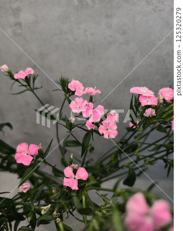 Delicate pink dianthus flowers blooming gracefully against a textured wall copy space Delicate pink dianthus flowers blooming gracefully against a textured wall copy space 125320279