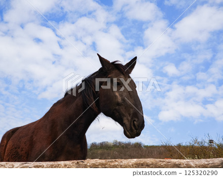 Dark horse posing in paddock under cloudy sky in czechia 125320290