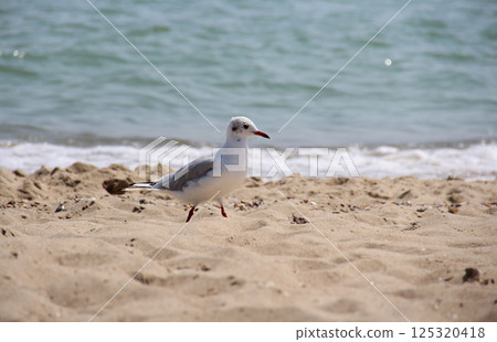 Seagull walking along a sandy beach with the ocean in the background Seagull walking along a sandy beach with the ocean in the background 125320418