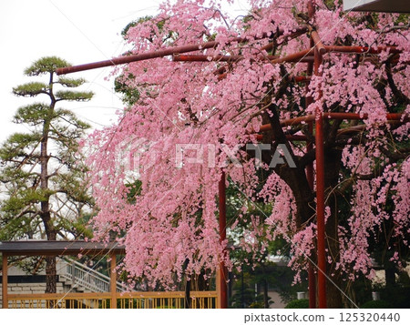 花園裡的垂枝櫻花樹 125320440