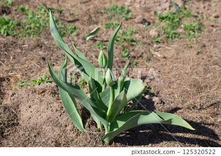 Green tulip buds in a flower bed in April Green tulip buds in a flower bed in April 125320522