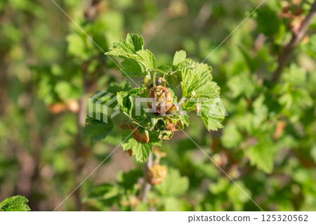 Black currant bud damaged by a mite in spring 125320562