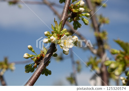 cherry branches with buds and flowers cherry branches with buds and flowers 125320574