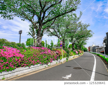 Azaleas blooming along the Nakagawa Promenade 125320641