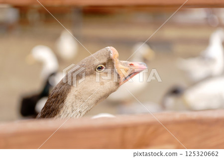 Close-up view of a white goose with vibrant blue eyes and a distinct orange beak in natural surroundings 125320662