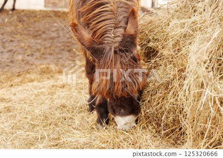 Brown donkey stands in a pen next to a wooden door beside a horse on a farm during a cloudy day Brown donkey stands in a pen next to a wooden door beside a horse on a farm during a cloudy day 125320666