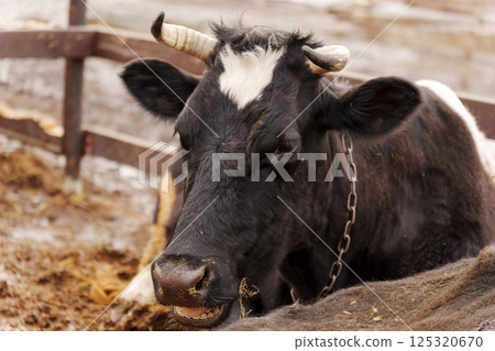 Cow resting in a farmyard environment during chilly weather with hay and mud scattered around 125320670