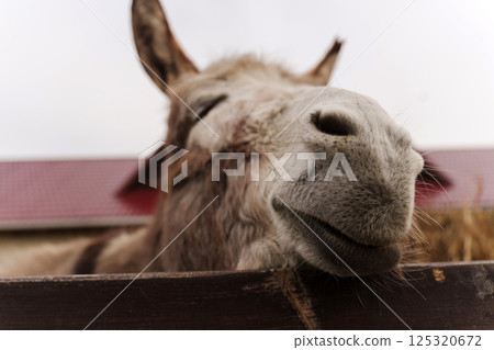 Donkey feeding on hay at farm during mellow afternoon in early spring 125320672