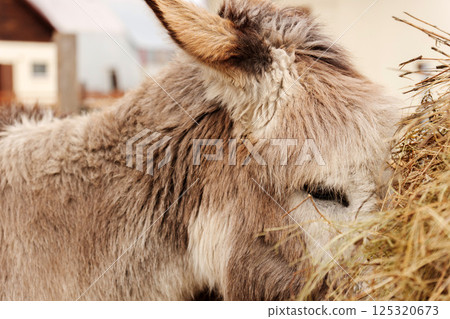 Cute donkey enjoying hay at a farm during the afternoon with a rustic barn in the background 125320673