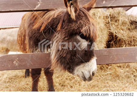 Close-up of a calm donkey with soft fur against a background of hay bales during daylight hours Close-up of a calm donkey with soft fur against a background of hay bales during daylight hours 125320682