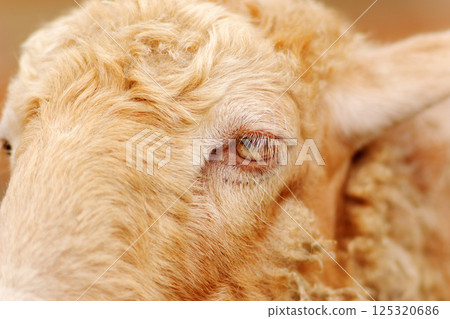 A sheep stands in a barn, basking in warmth and tranquility. Its soft wool glistens under the light as it gazes calmly A sheep stands in a barn, basking in warmth and tranquility. Its soft wool glistens under the light as it gazes calmly 125320686