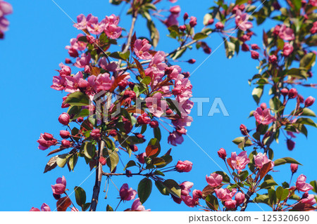 Blossoming white flowers frame a bright blue sky in a serene park during springtime near a bustling city backdrop Blossoming white flowers frame a bright blue sky in a serene park during springtime near a bustling city backdrop 125320690