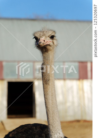 Ostrich profile against a clear blue sky showcasing its distinctive features and vibrant texture 125320697