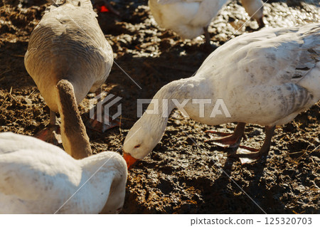 Geese foraging on a sunny farm at midday, showcasing their natural behavior in a rustic setting 125320703