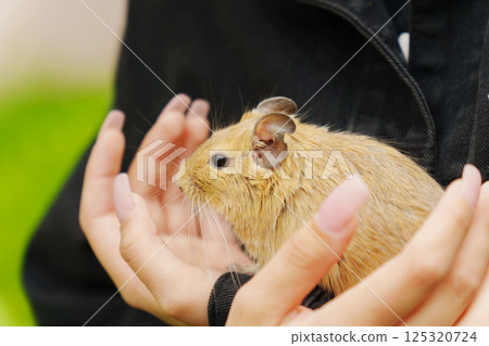 A lively pet squirrel sits comfortably on its owner's lap, surrounded by the lush greenery of a sunny garden. A lively pet squirrel sits comfortably on its owner's lap, surrounded by the lush greenery of a sunny garden. 125320724
