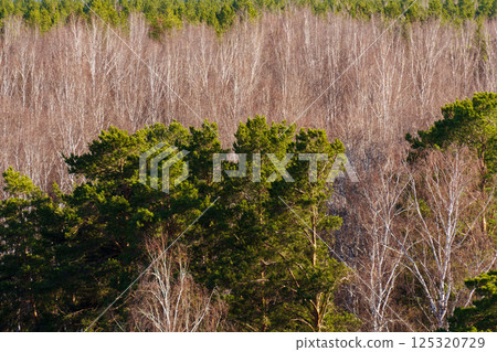 Forest landscape showcasing contrasting green conifers and bare deciduous trees in early springtime light 125320729