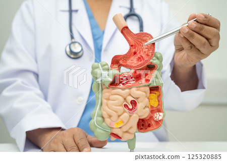 Digestive system with stomach and intestine, Asian doctor holding human anatomy model for study diagnosis and treatment in hospital. 125320885