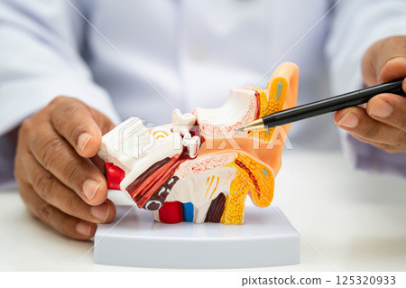 Asian doctor holding human ear model to learn and treat hearing loss in patient. Asian doctor holding human ear model to learn and treat hearing loss in patient. 125320933
