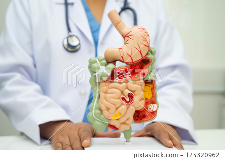 Digestive system with stomach and intestine, Asian doctor holding human anatomy model for study diagnosis and treatment in hospital. Digestive system with stomach and intestine, Asian doctor holding human anatomy model for study diagnosis and treatment in hospital. 125320962