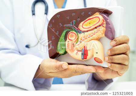 Liver with gallbladder, pancreas spleen and duodenum, Asian doctor holding human anatomy model for study diagnosis and treatment in hospital. 125321003