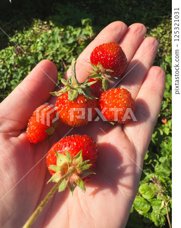 Gardening and agriculture concept. Woman farm worker hand harvesting red ripe strawberry in garden. Woman picking strawberries berry fruit in field farm. Eco healthy organic home grown food concept 125321031
