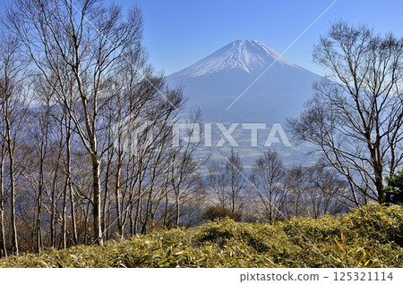 A birch forest and Mt. Fuji from the summit of Mt. Amegatake in the Tenshi Mountains 125321114