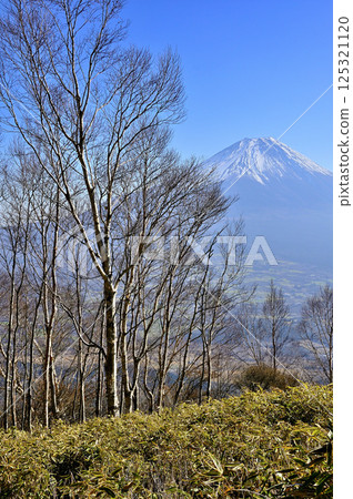 從天子山的阿毛嶽山頂,透過山樺樹可以看見富士山 從天子山的阿毛嶽山頂,透過山樺樹可以看見富士山 125321120