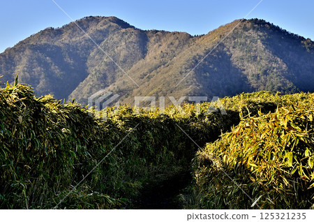 天子山脈的龍岳:通往山頂的竹林山路上的高台和雨岳 天子山脈的龍岳:通往山頂的竹林山路上的高台和雨岳 125321235