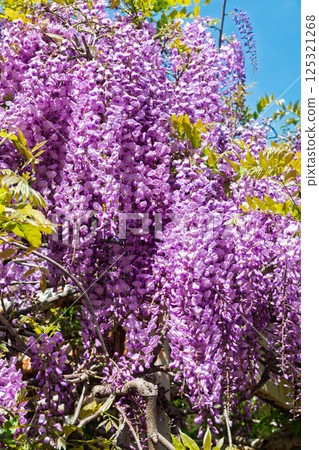 Wisteria flowers shining in the blue sky 125321268